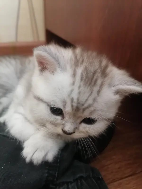 Котята