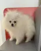 Белый померанский шпиц