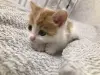 Котенок Малыш в добрые руки. Срочно