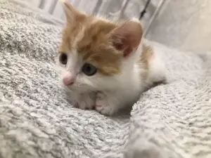 Котенок Малыш в добрые руки. Срочно