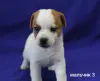 Щенки Джек Рассел терьера