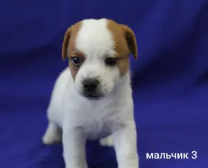 Щенки Джек Рассел терьера