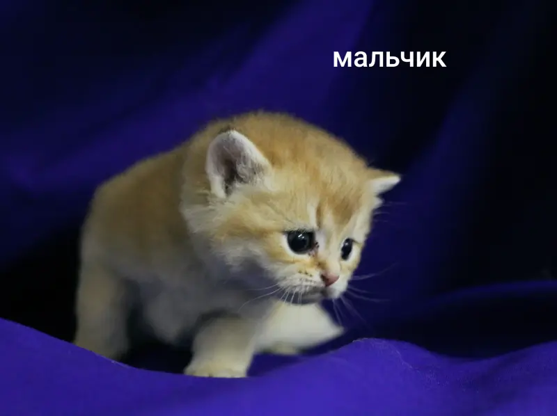 Шотландские котята