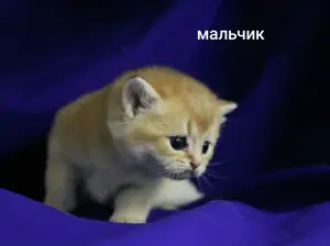 Шотландские котята