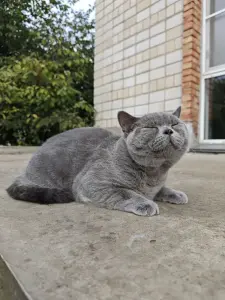 Британский кот