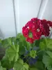 Герань розебудная бордовая,-сорт Monseruds Rosen