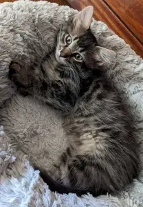 котята