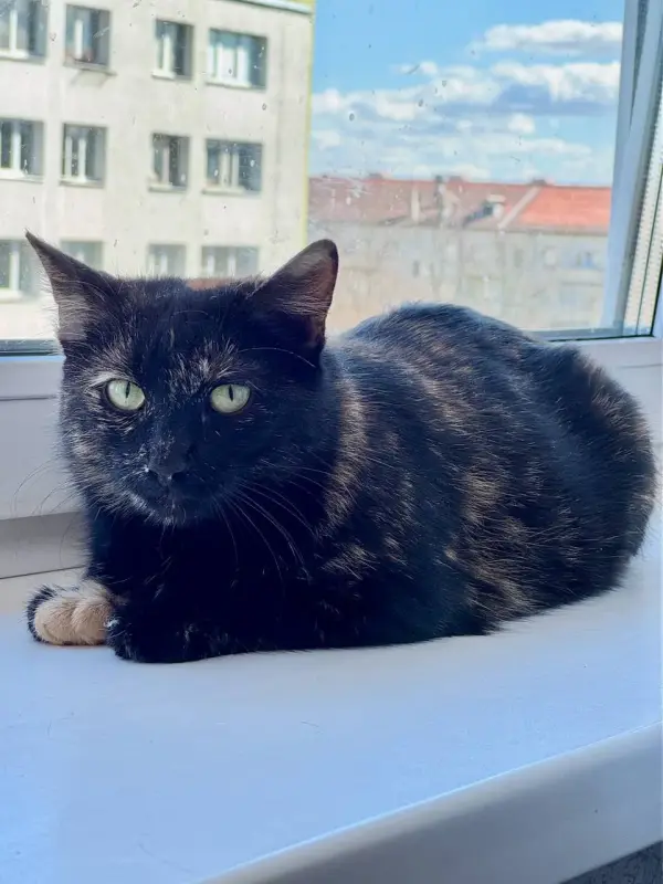 Котик ищет дом