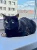 Котик ищет дом