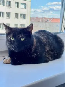 Котик ищет дом