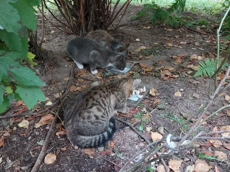 Котята срочно ищут дом