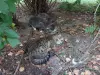 Котята срочно ищут дом