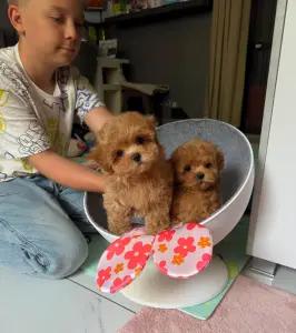 Элитные мини мальтипу  