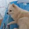 Щенки шпица