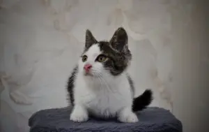 Замурчательный котенок ищет дом и любящих хозяев