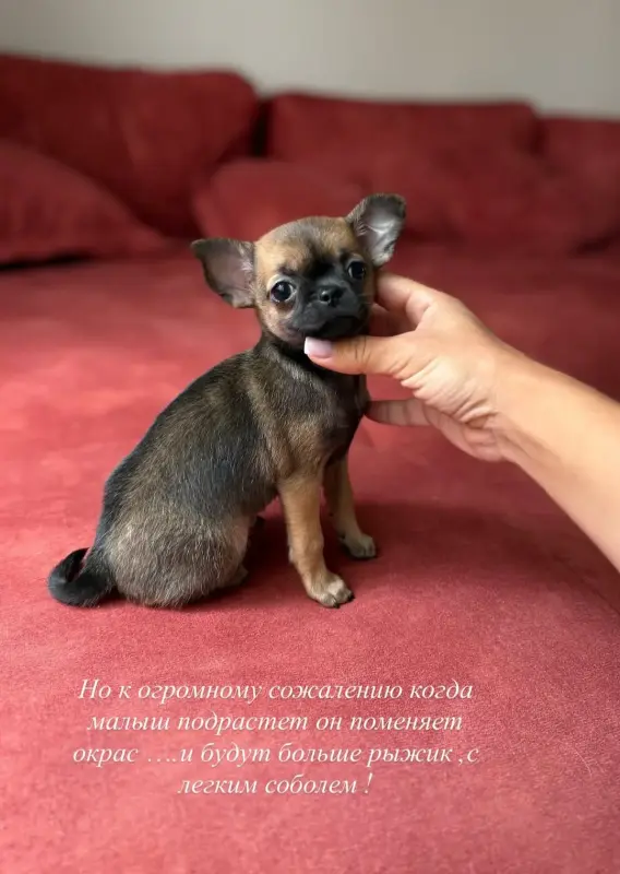Чихуахуа мальчик
