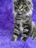 Мейн-Кун котята