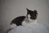 Замурчательный котенок ищет дом и любящих хозяев