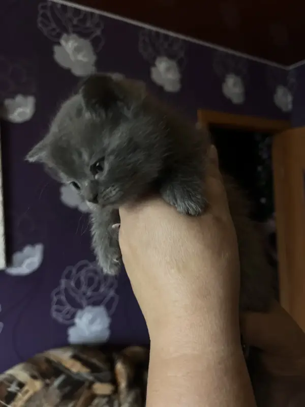 Шотландские котята