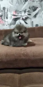 Померанский шпиц мальчик мини мишка