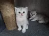 Шотландская прямоухая шиншилла