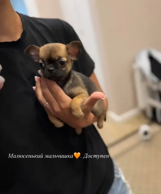 Чихуахуа мальчик