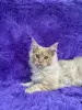 Мейн-Кун котята