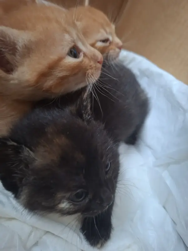 Котята в добрые руки