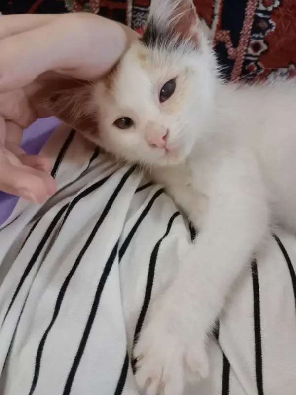отдам маленькую кошечку