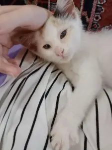 отдам маленькую кошечку