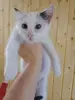 отдам маленькую кошечку
