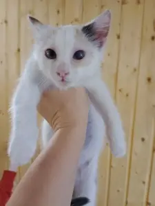 отдам маленькую кошечку