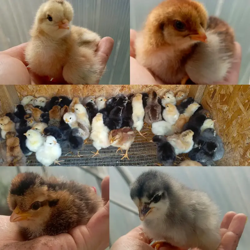 Продам цыплят мясо-яичных пород