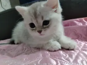 Шотландский скоттиш-страйт кот