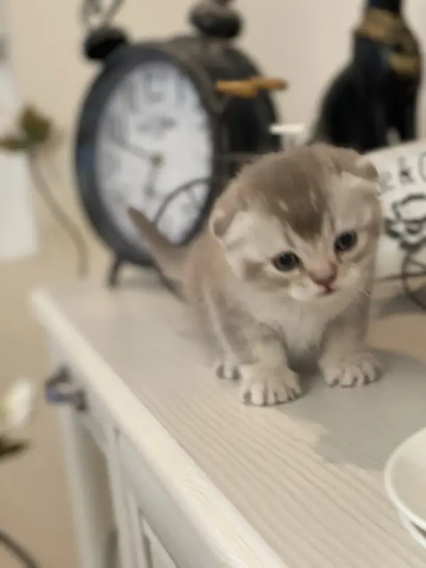 Котята шотландцы