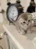Котята шотландцы