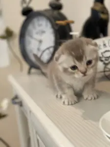 Котята шотландцы