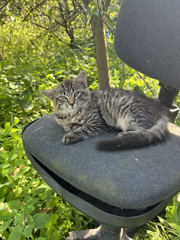 котенок в дар