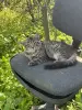 котенок в дар