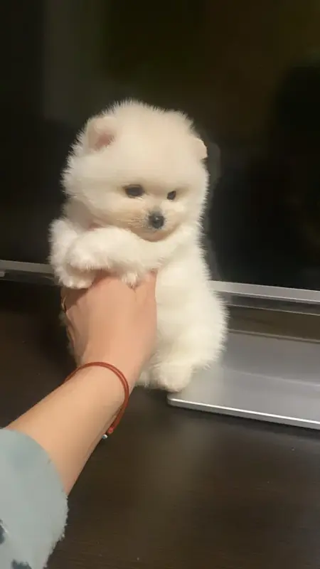 Щенок шпица