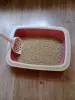 отдам маленькую кошечку