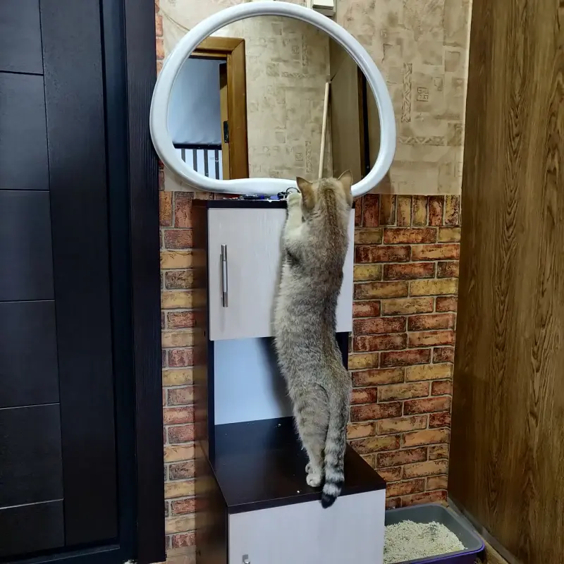 Шотландская кошка в добрые руки