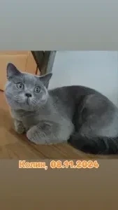 Британский кот