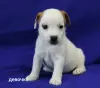 Щенки Джек Рассел терьера