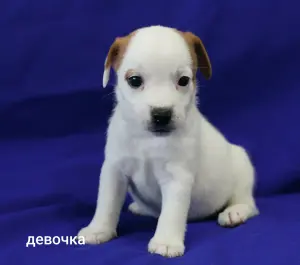 Щенки Джек Рассел терьера