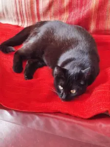 Кошка Мила