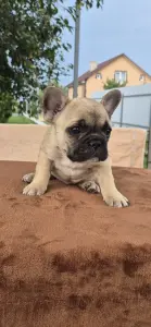 Щенок французского бульдога