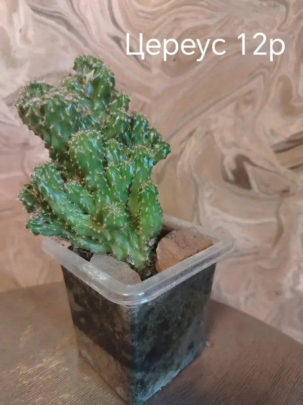Кактус цереус
