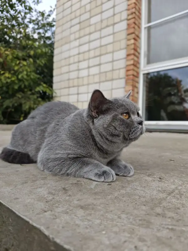 Британский кот
