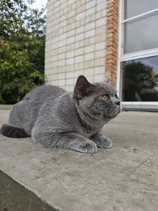 Британский кот